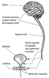 Spinal cord